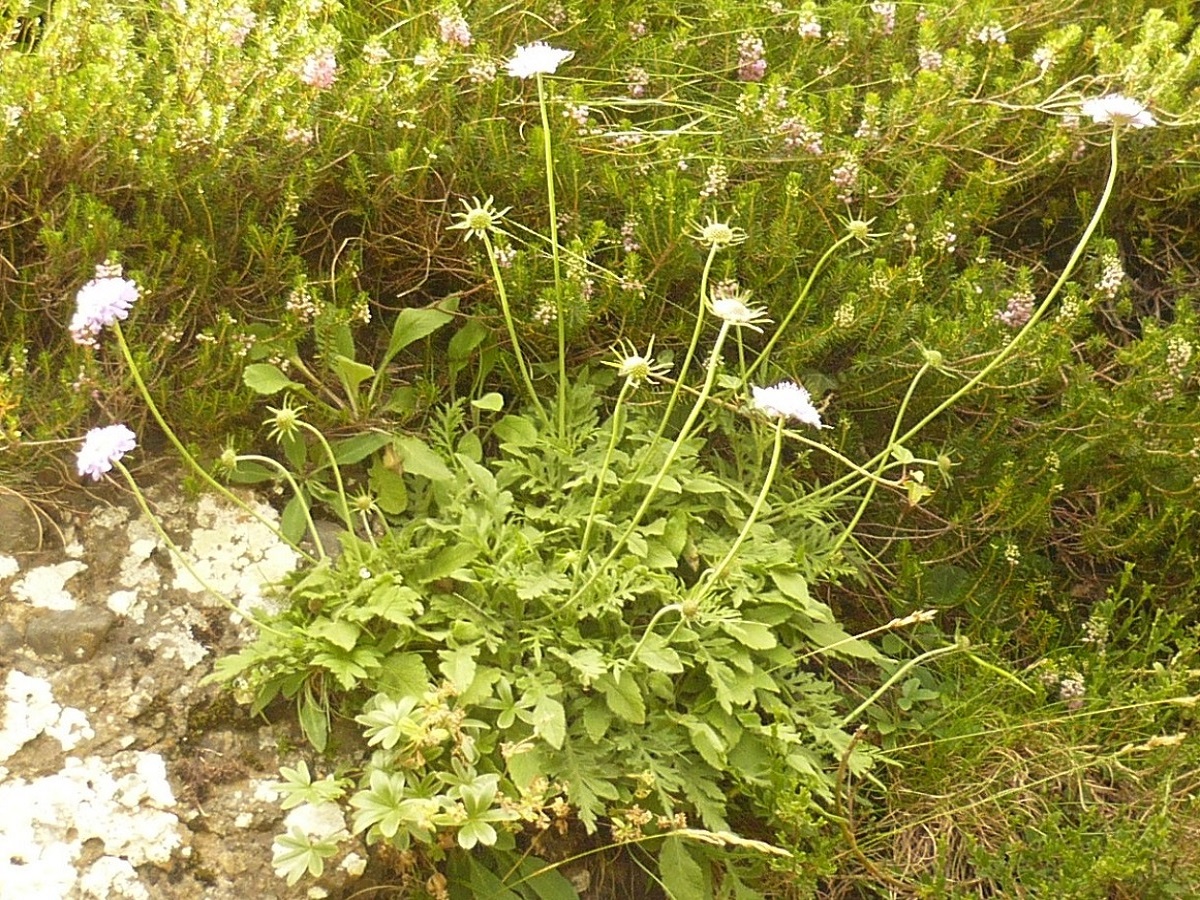 Scabiosa atropurpurea (Caprifoliaceae)